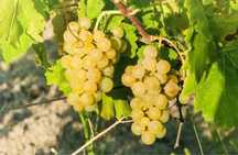 Vând struguri si vin de Drăgășani