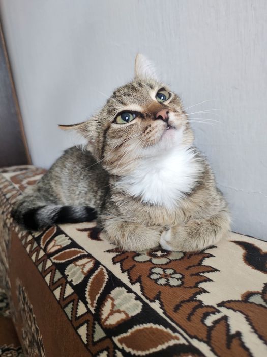 Отдам котенка в добрые руки