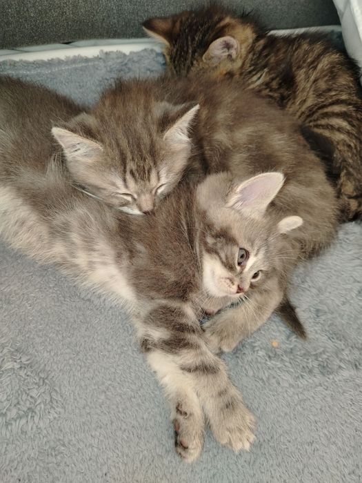 Продаются породистые котятки в любящие и добрые ручки