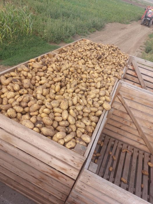 Vand cartofi de consum