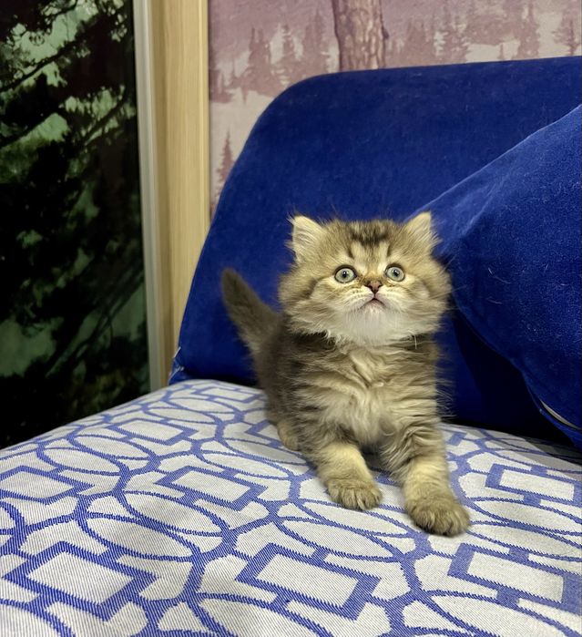 Шотланский Сеоттиш Страйт! Шиншилла золото!