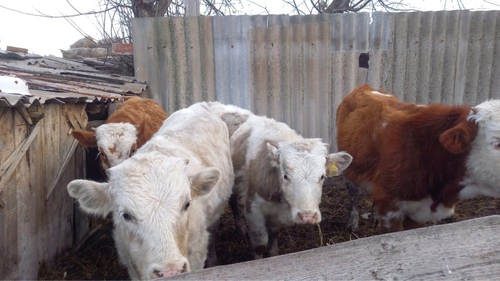 4 бас патсос еркек сатылады