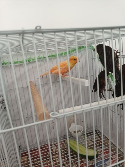 Vând pui canari roși