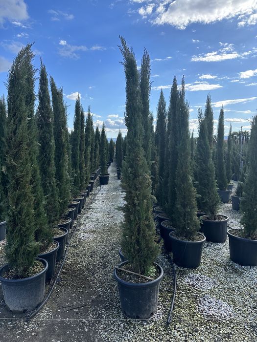 Plante ornamentale pentru spati verzi gradina terase etc