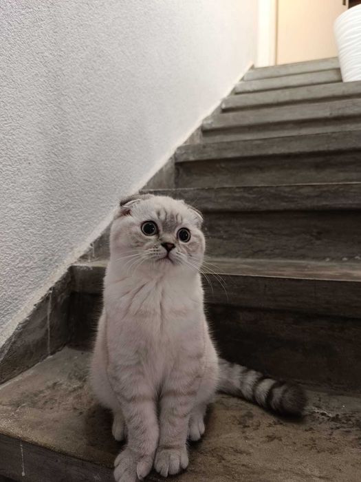 Шотлански късокосмести котета