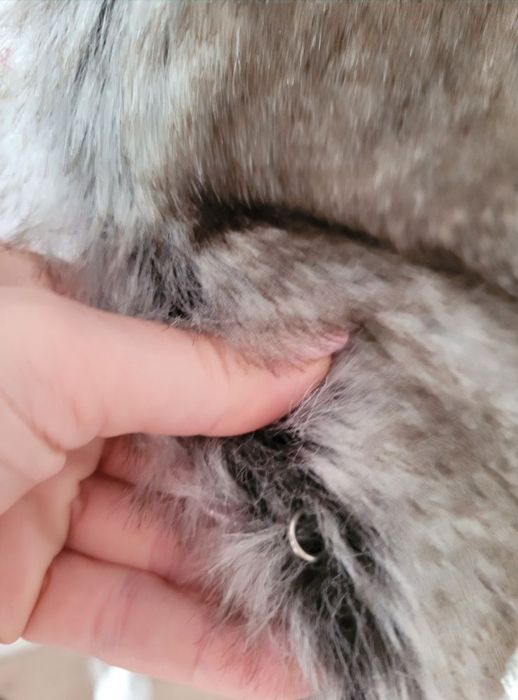 Vesta blanita, Zara S