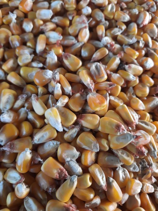 Porumb boabe recent recoltat