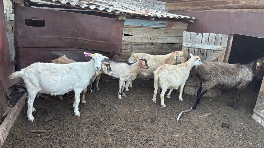 Продам коз. Здоровые, ухоженные, неприхотливые