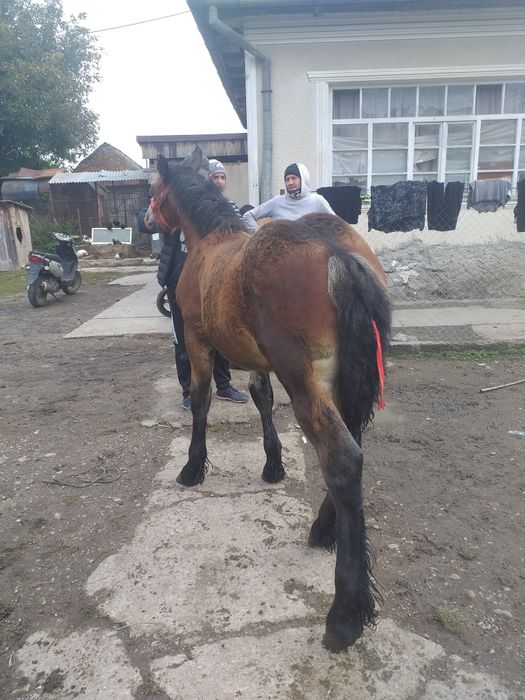 Vand un mânz greu de 5 luni din cai mari