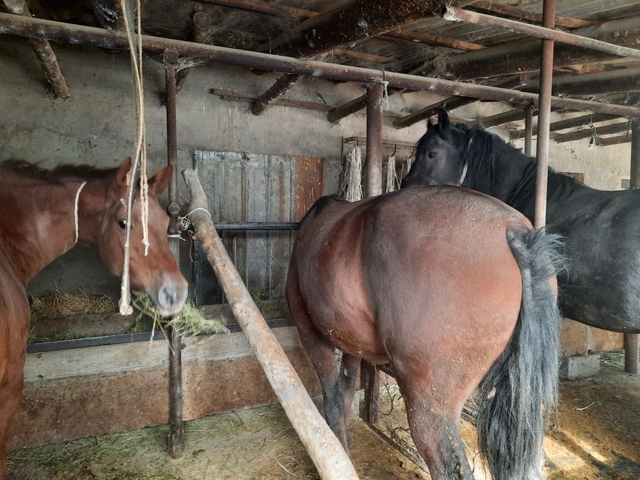Семіз төрт-бес жасар пішілген ат сатылады