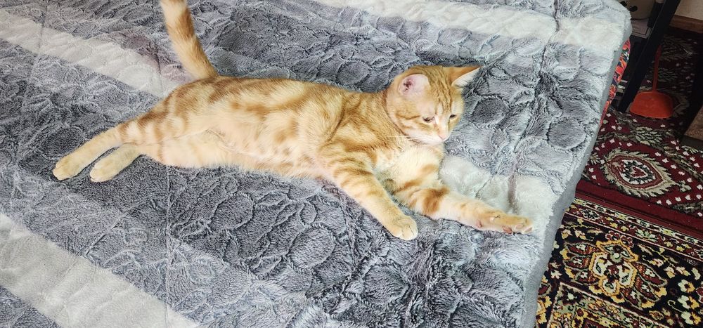 Мушук эркак зотдор соглом бакувват чиройли ва аклли сотилади.