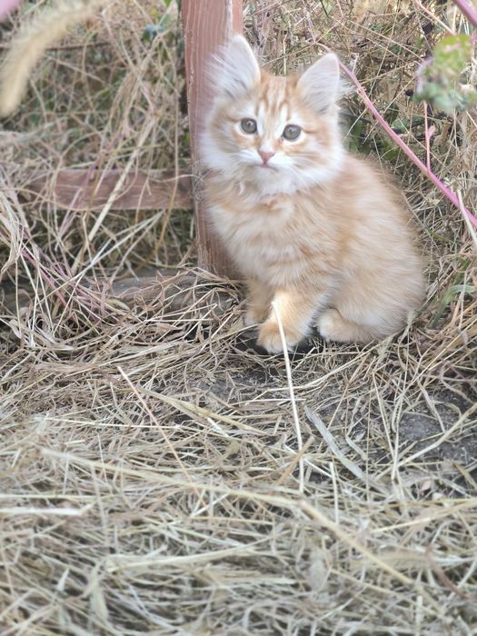 Котята девочки 2 мес