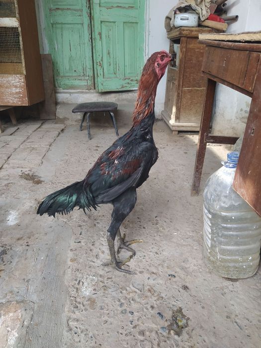 Juja ganoy xuroz sotiladi