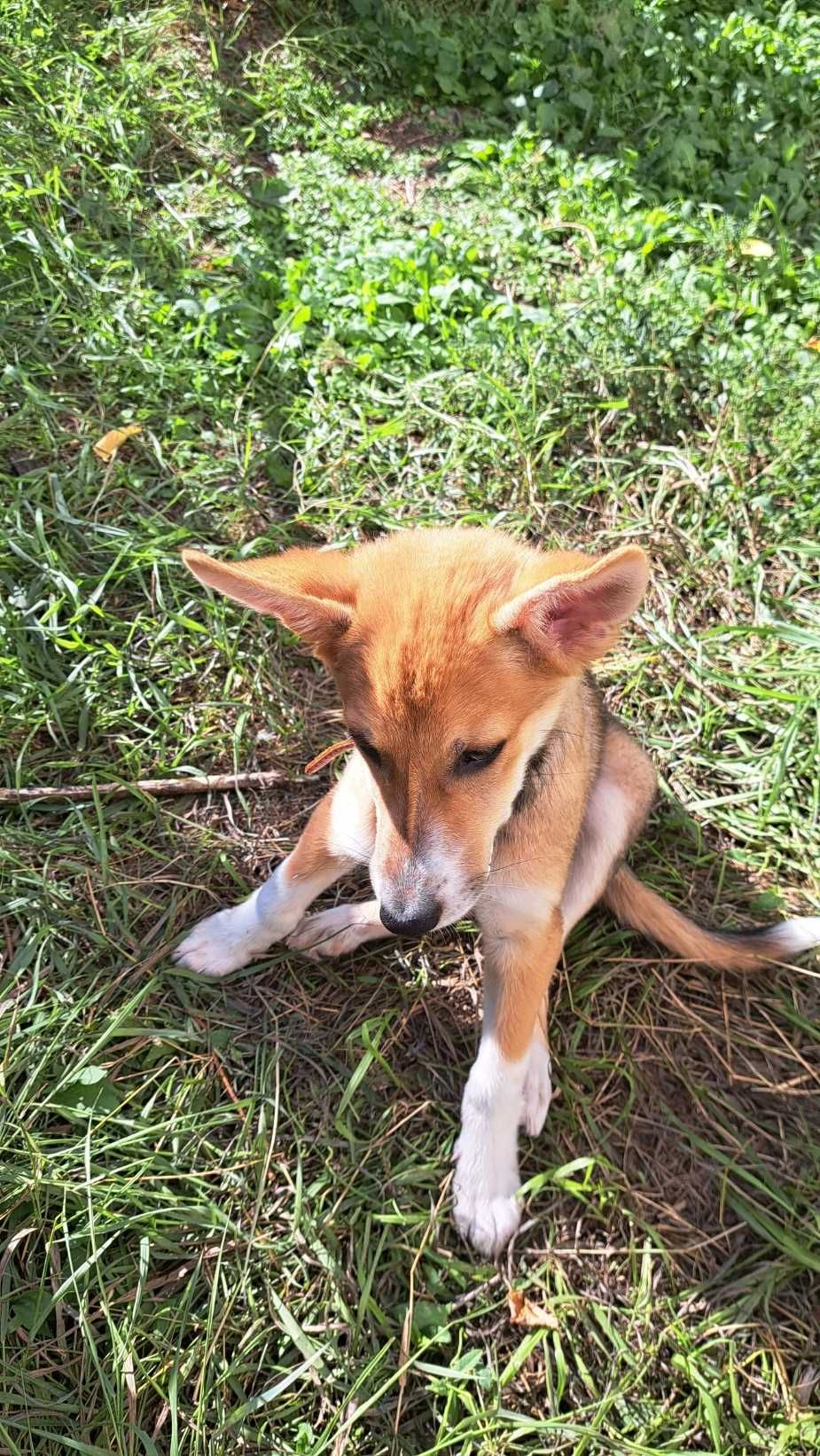 Парень Фокс (FOX) ищет себе дом.