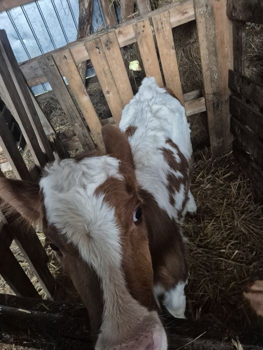 Vând patru vitele de ținut