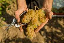 Struguri de vin recoltă 2025