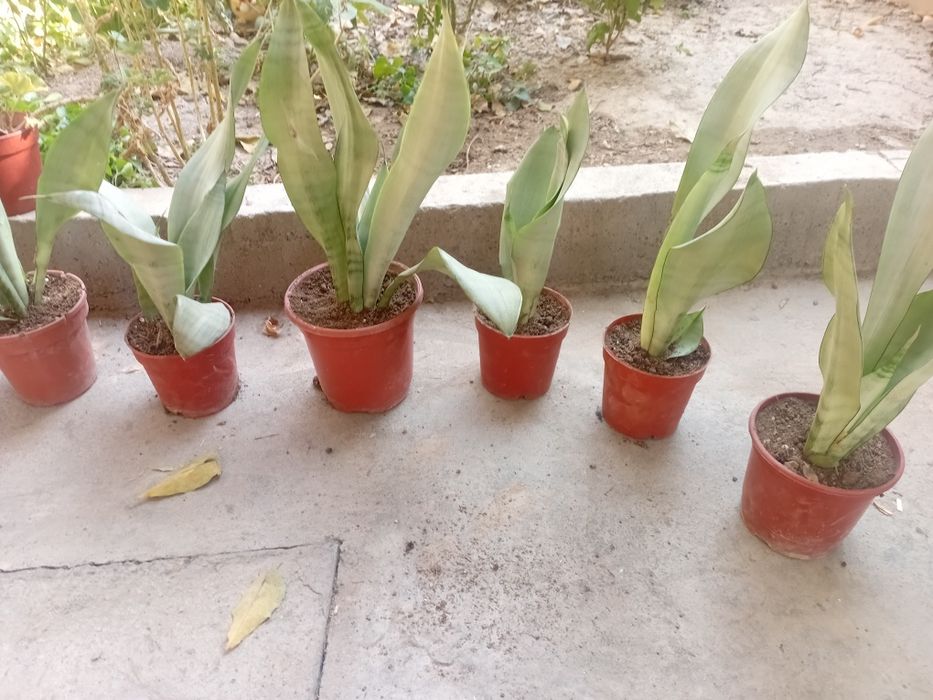 Продаются сансевьерия