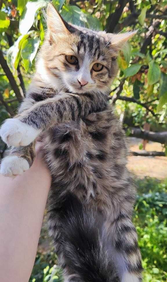 Котята в хорошие руки, бесплатно
