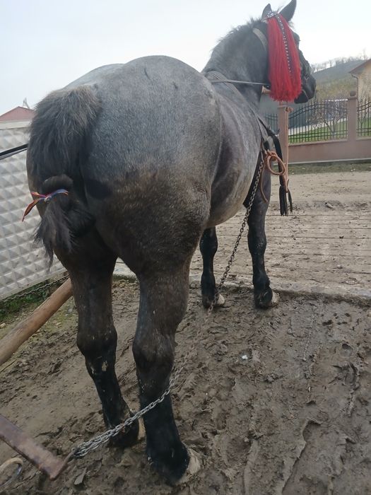 De vânzare iapă de 3 ani