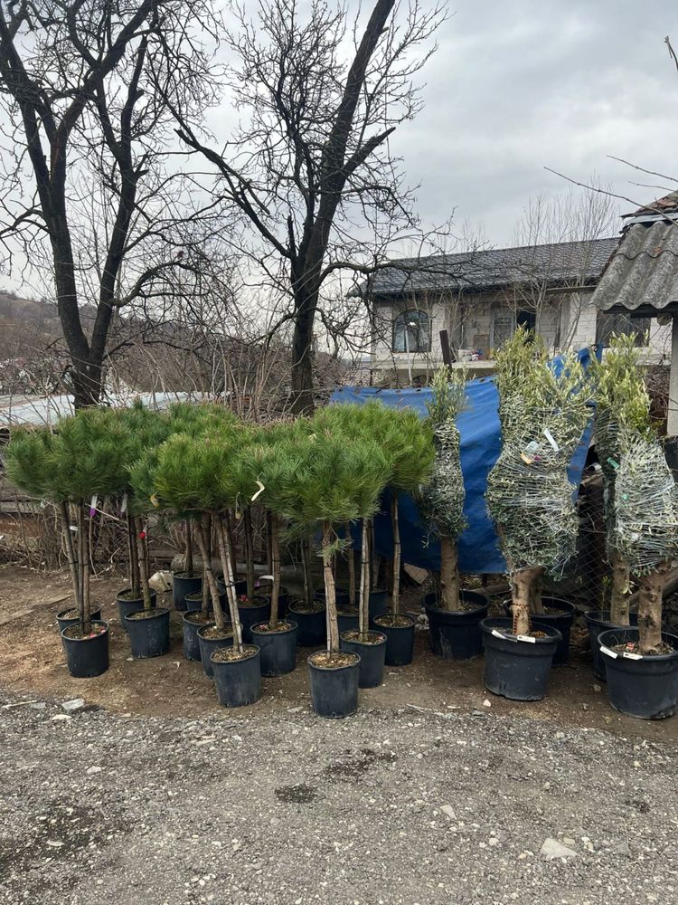 Garden Devis | Plante Ornamentale