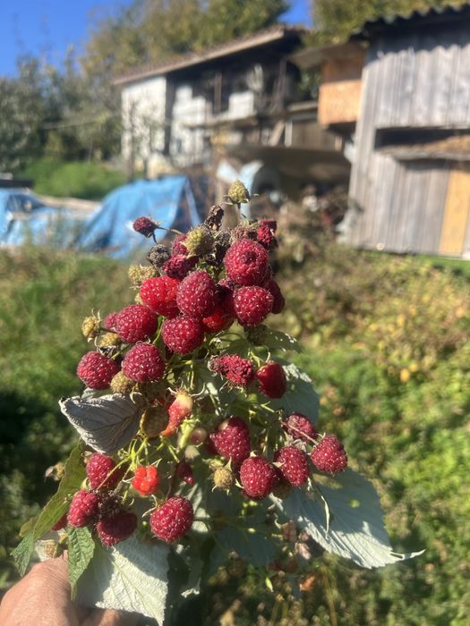 Drajoni de zmeur,zmeura yelow two timer sugana