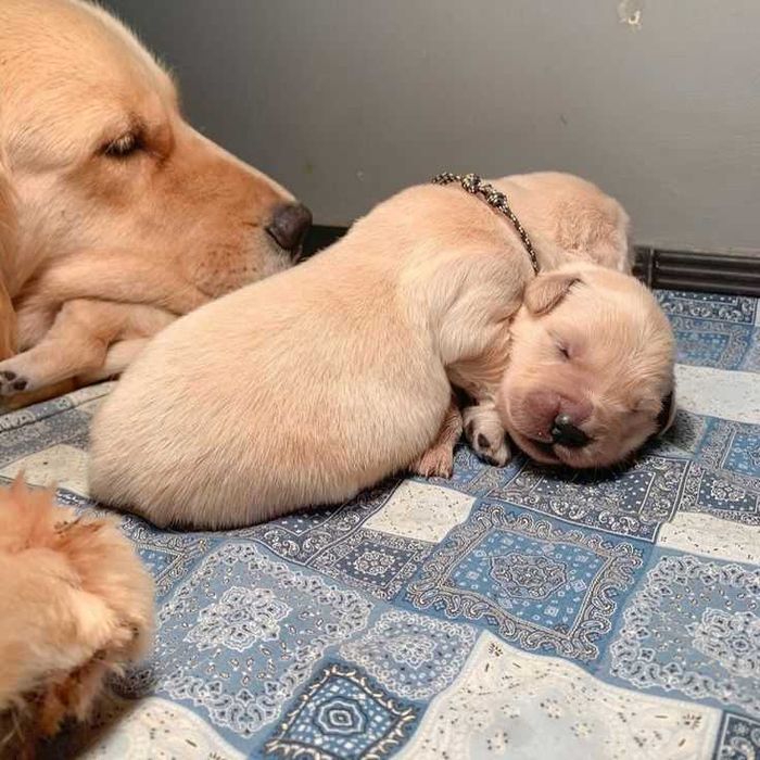 Голдън ретривър игрив сладур момче