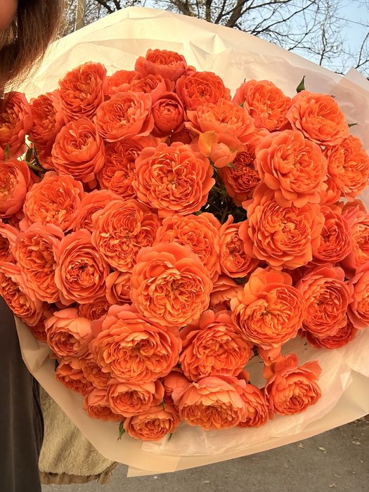 Пионовидные розы 12 кустов (около 100 цветков)