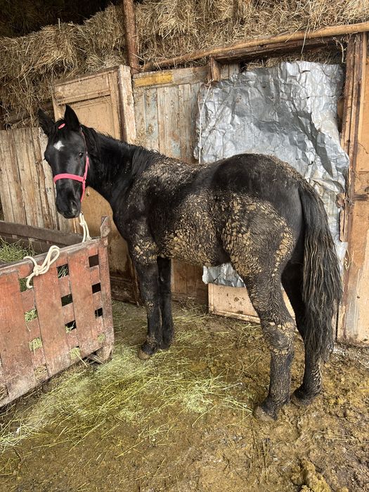 1,5 жасар семіз тай сатылады