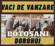 Vaci de lapte de vanzare - Hoilstein, Baltata Romaneasca, juninci
