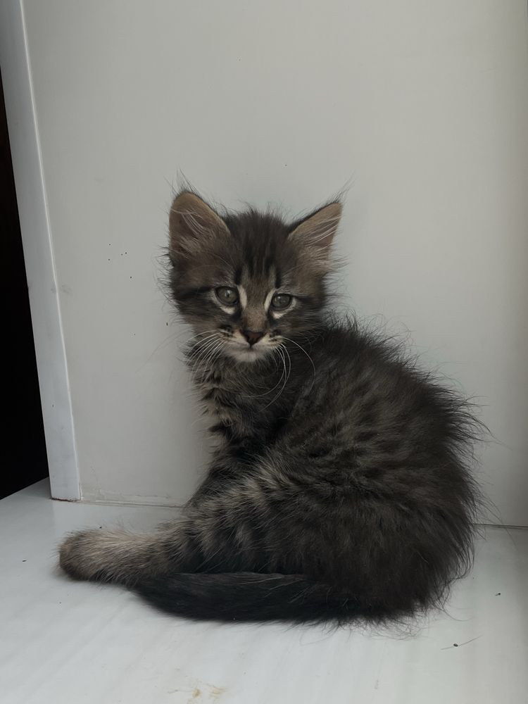 Отдам котенка в добрые руки