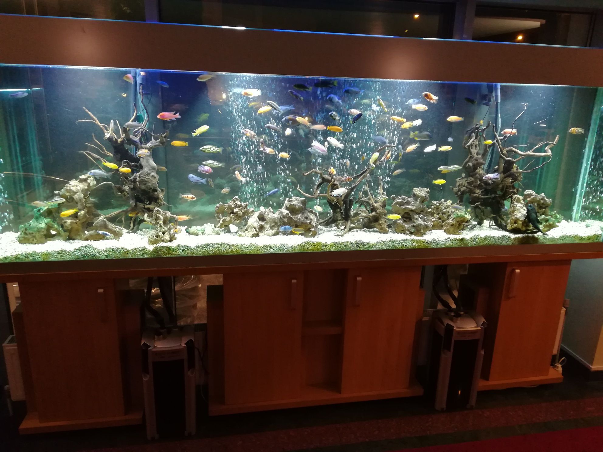 Amenajare și întreținere acvarii