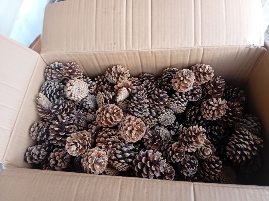 Conuri de brad curate