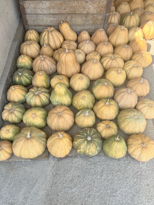 продам мантную тыкву