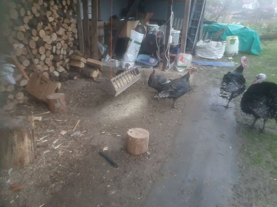 Vînd Curcani crescuți la curte