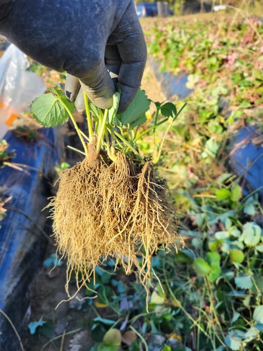 Vând stoloni capsuni