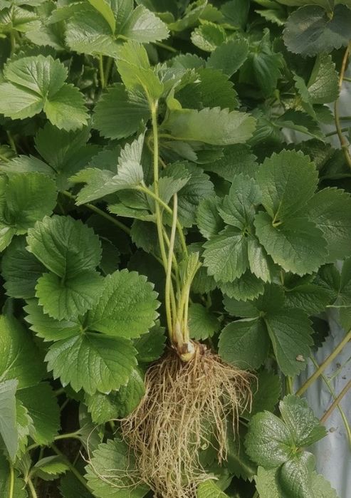 300 Stoloni albion ,amandina, murano