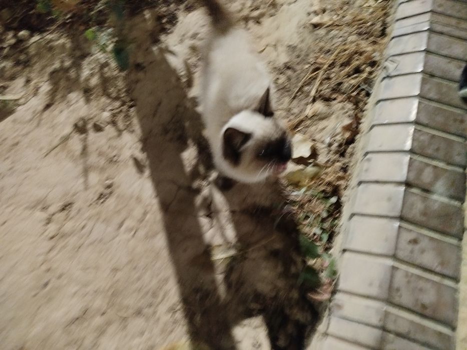 koshka mushukcha va Felix