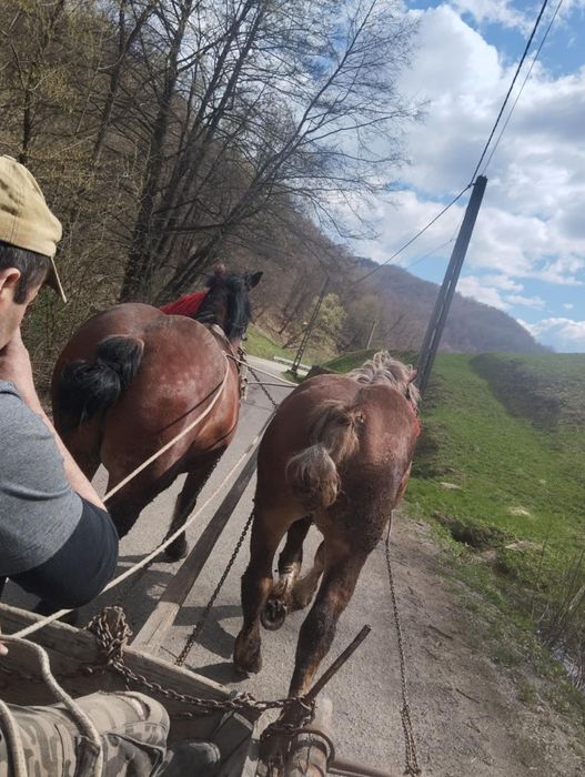 Cal de 5 ani de vanzare