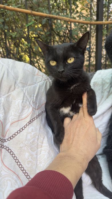 Котенок девочка в добрые руки