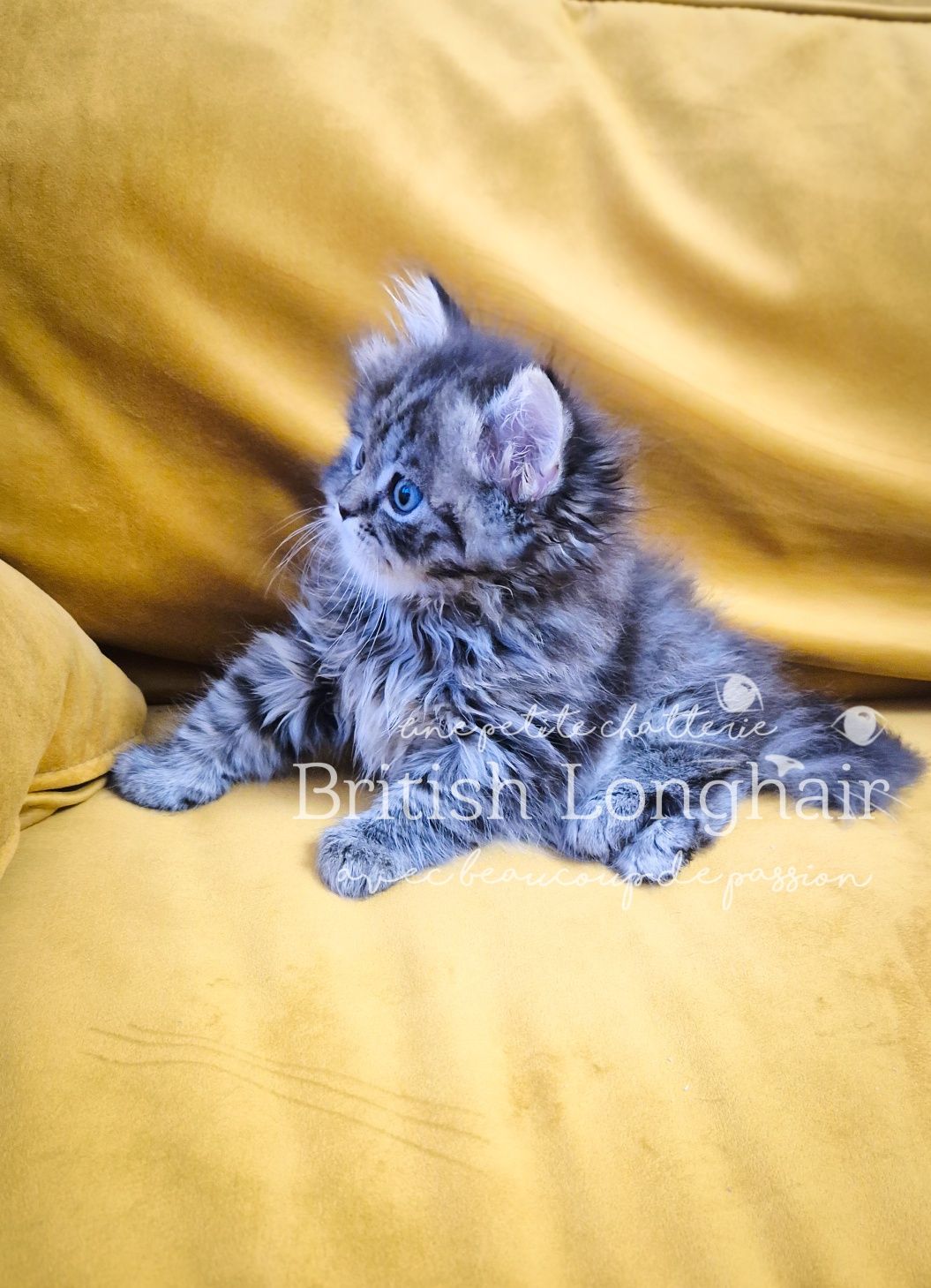 British Longhair Silver Tabby Golden Tarnish, Pedigree, Mascul