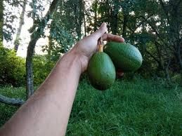 Avocado aclimatizat