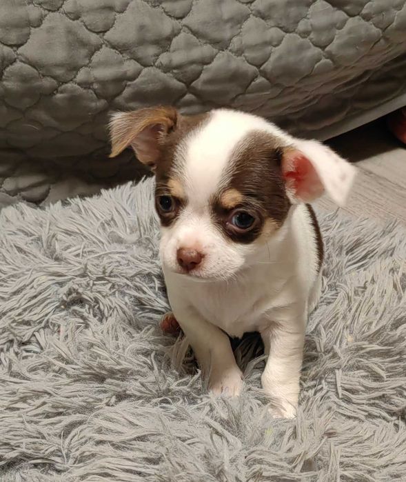 Чихуахуа момченце