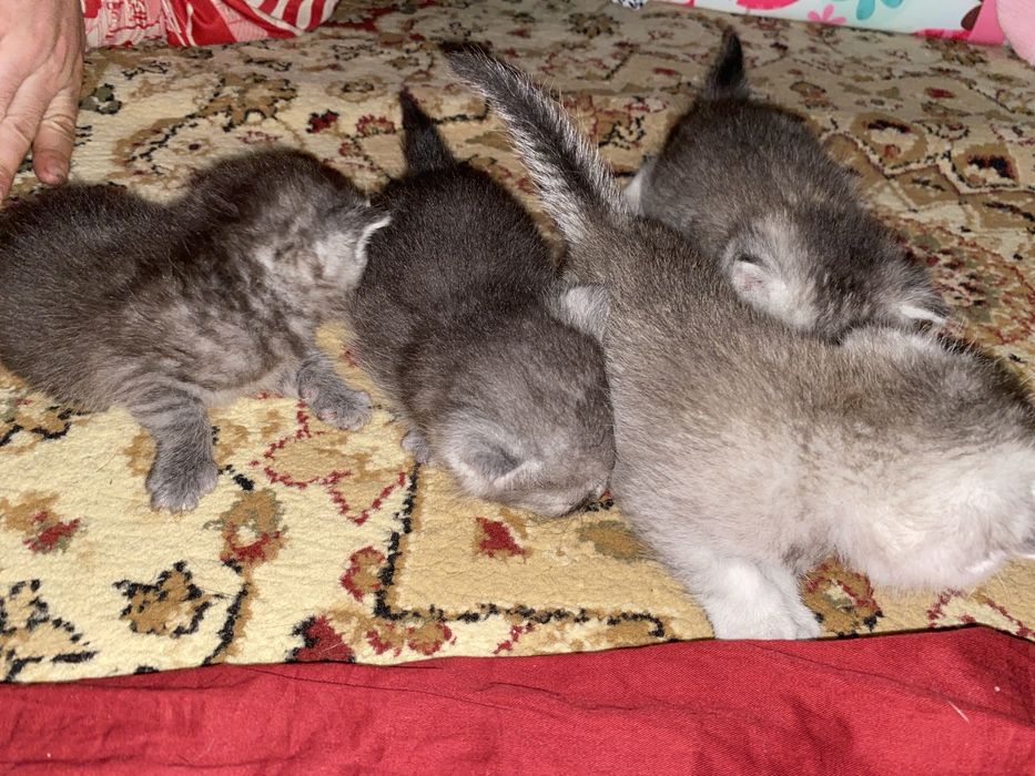 шотланские котята