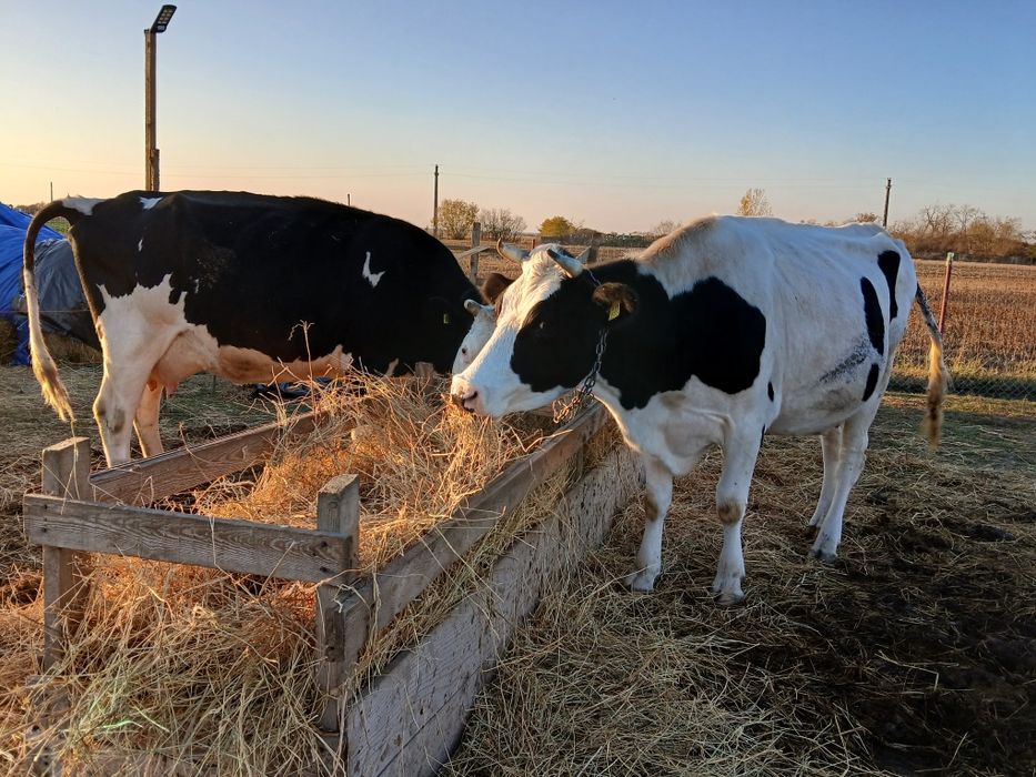 Vând vacă de ținut