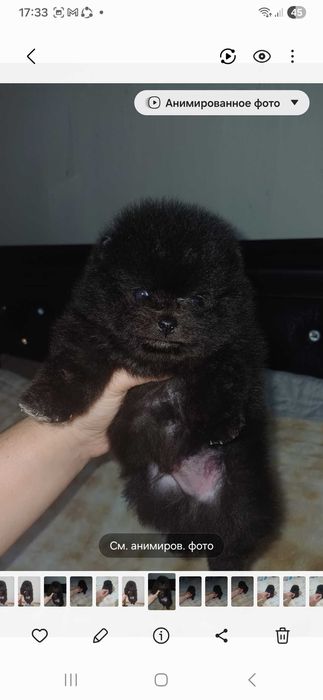 Померанский  Шпиц