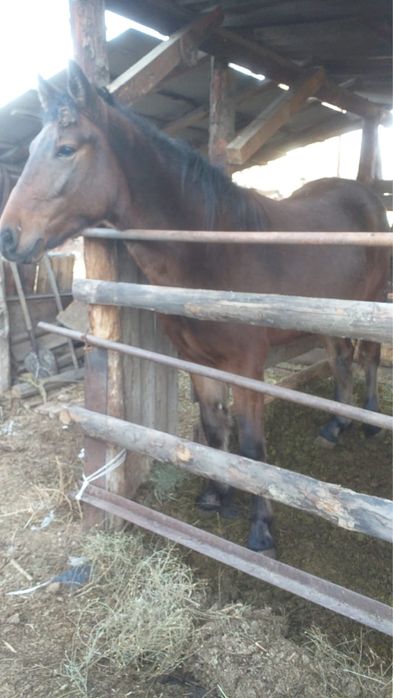 1.5 жасар тай сатылады Каратал ауылында ЗВОНИТЬ ИЛИ ПИСАТЬ НА ВАТСАП