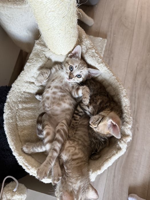 Бенгалски котки