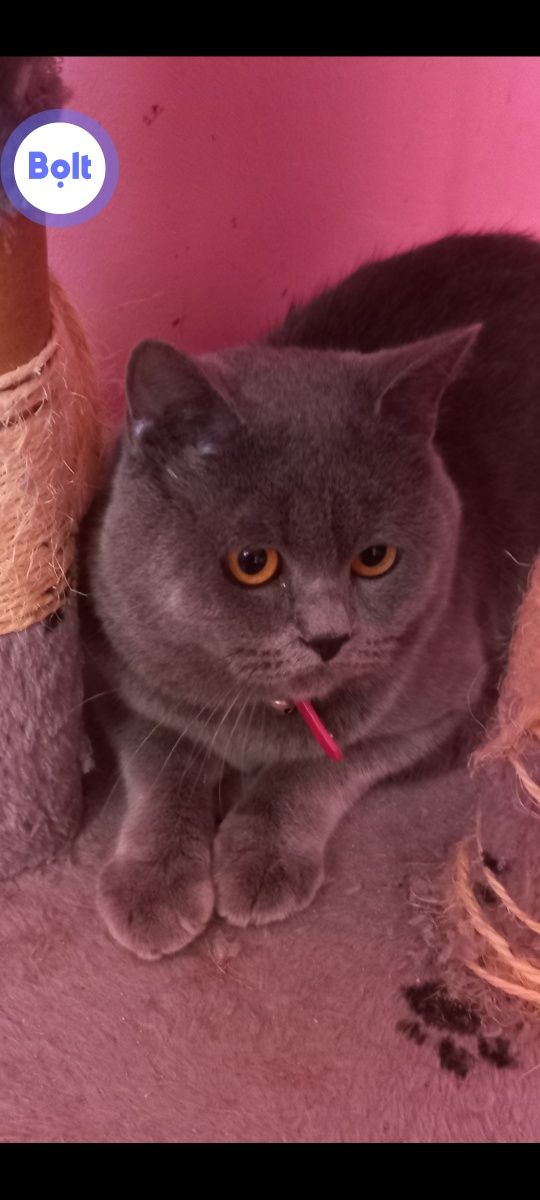 Motan british shorthair