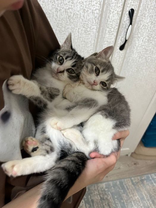 Кошка домашняя породистая