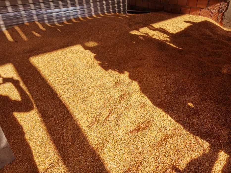 Vând porumb boabe recoltă 2025